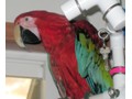 Greenwing Macaw