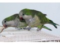 Quaker Parrots